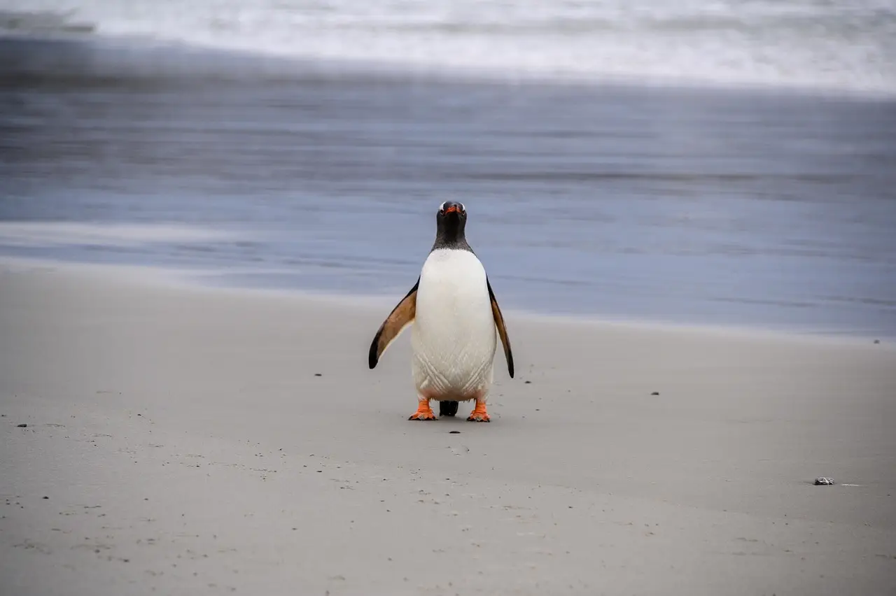 Milei vows tougher sanctions, defense push over Falklands oil drilling - Y100 WNCY